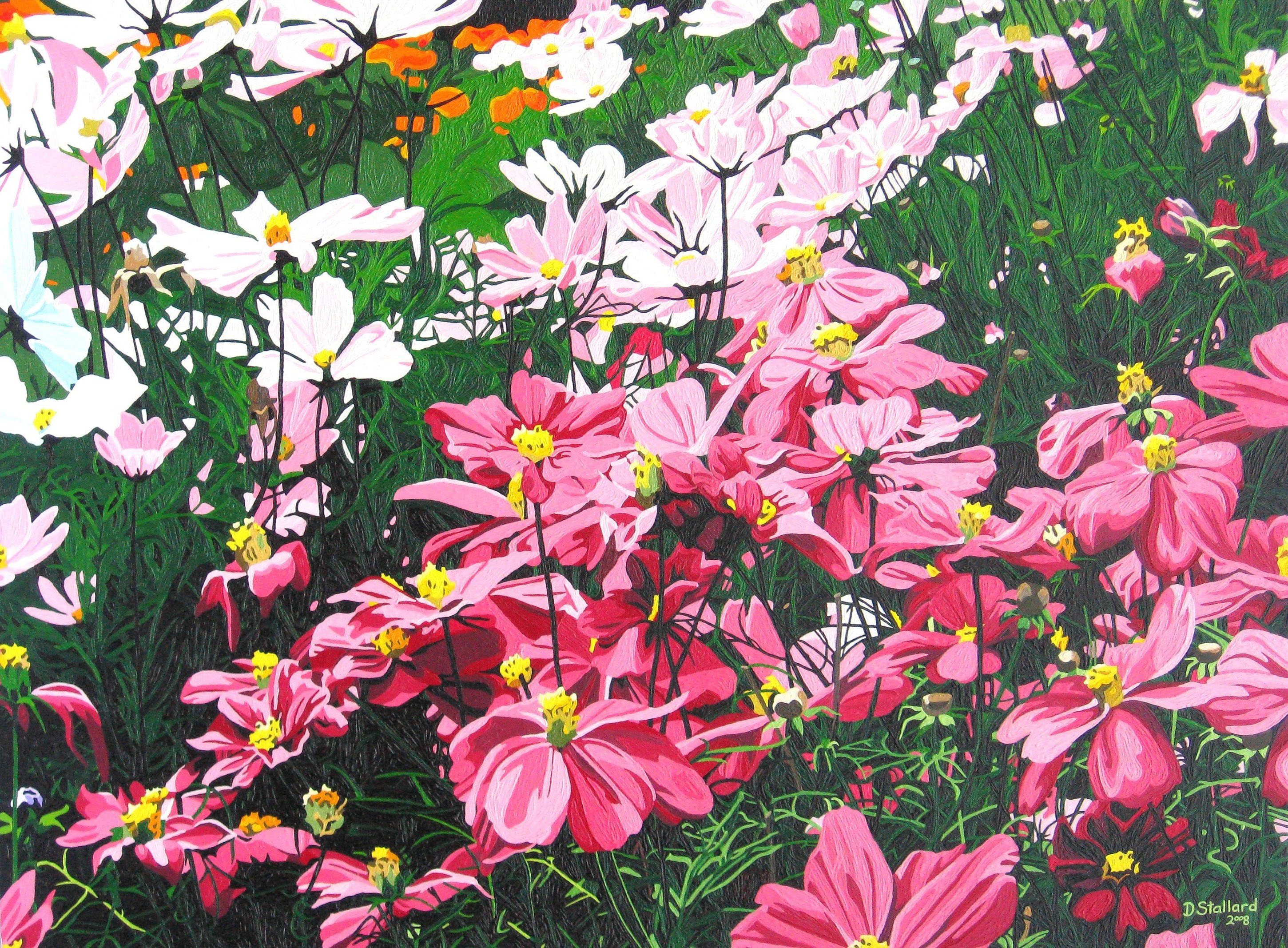 cosmos at Aberglasney gardens