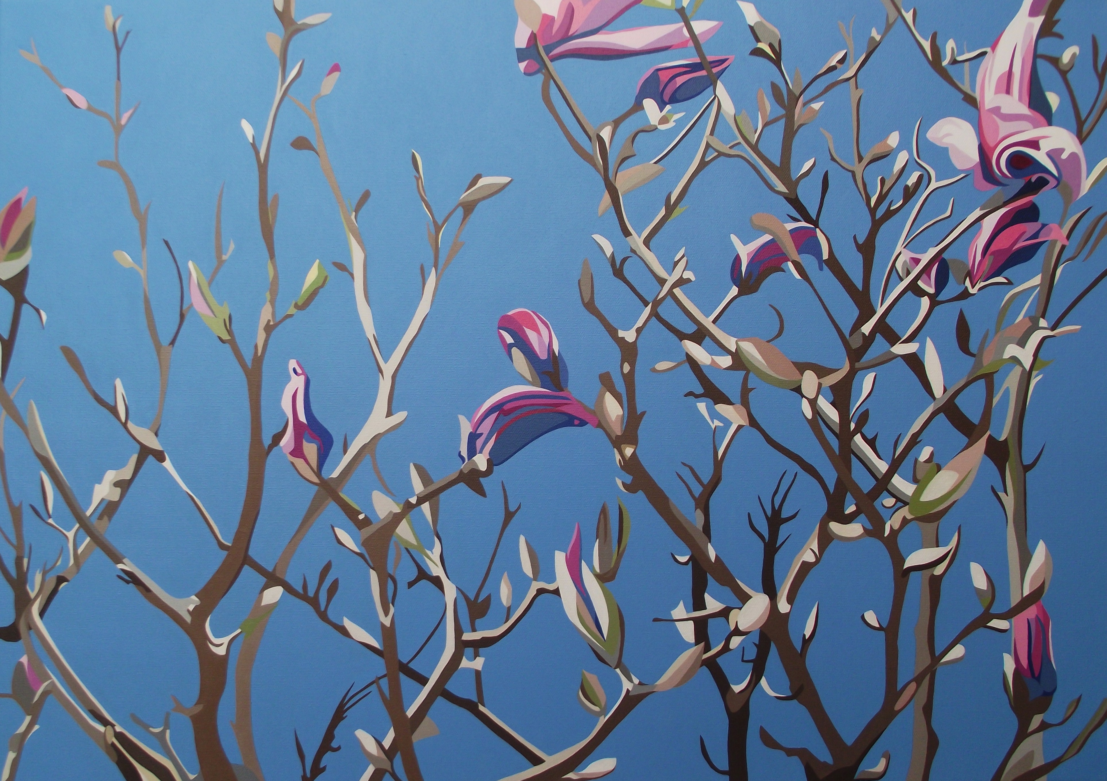 Spring - Purple Magnolia, bare branches and cold blue spring sky p8