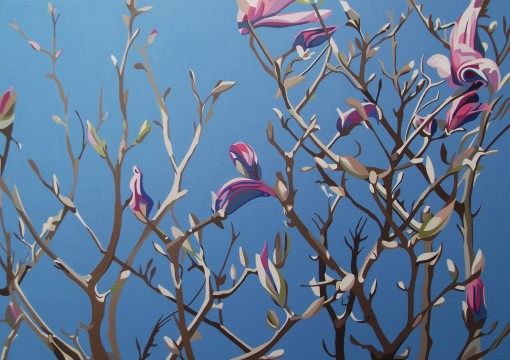 Spring – Purple magnolia, bare branches and cold blue spring sky