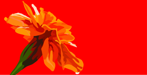 marigold red