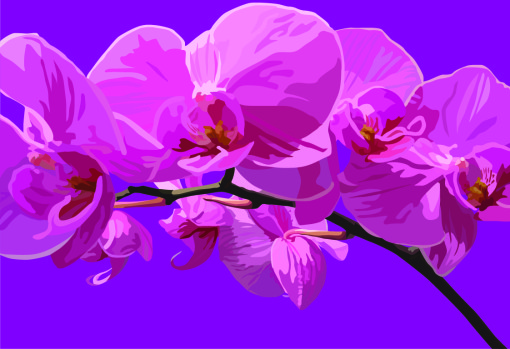 orchid purple