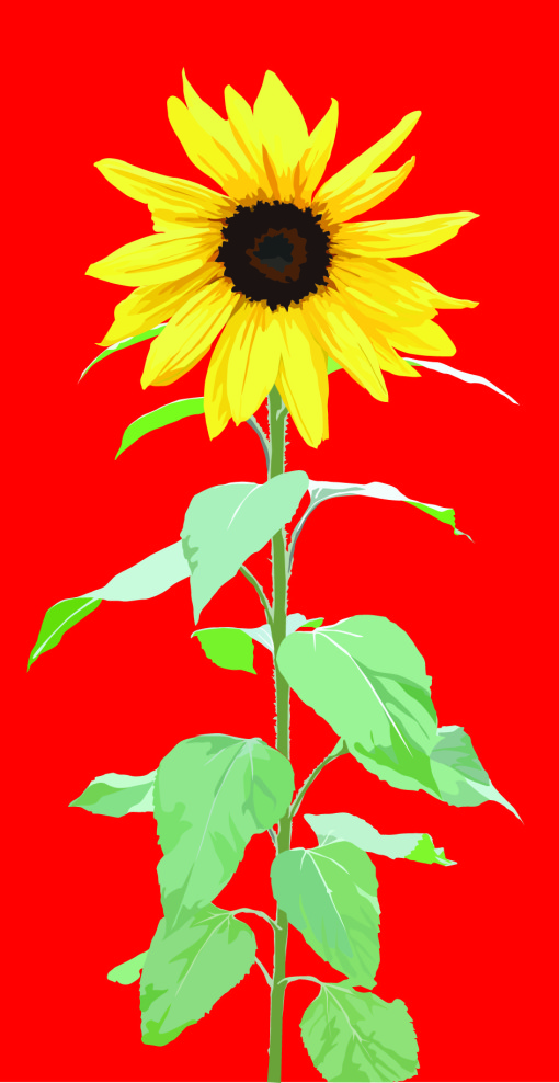 sunflower tall red